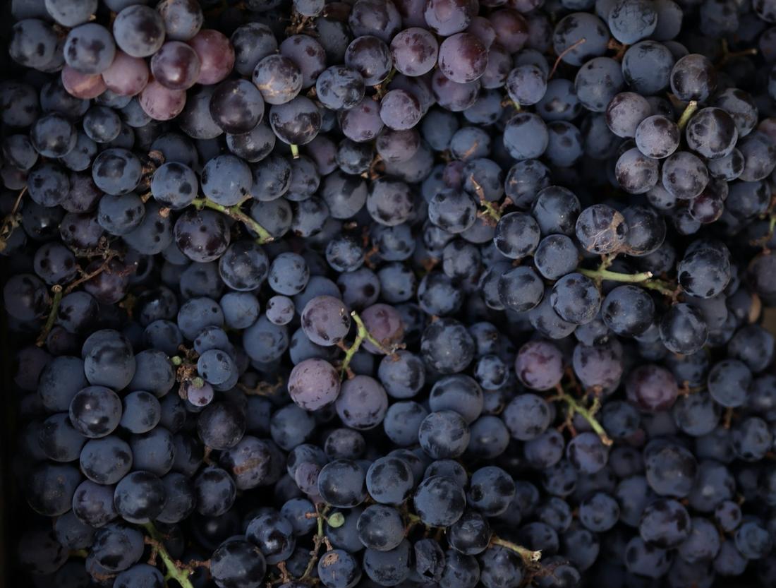 Table grapes