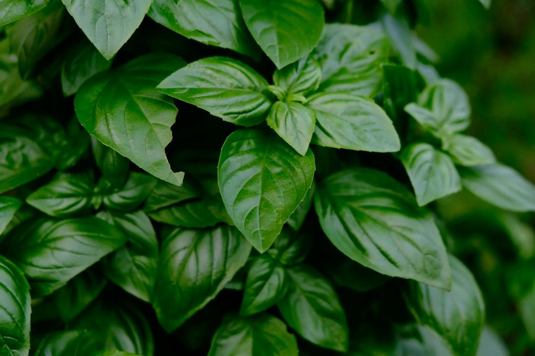 Fresh herbs