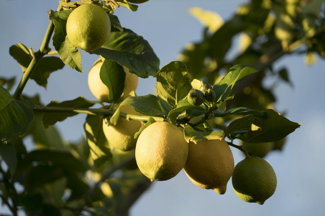 Lemon