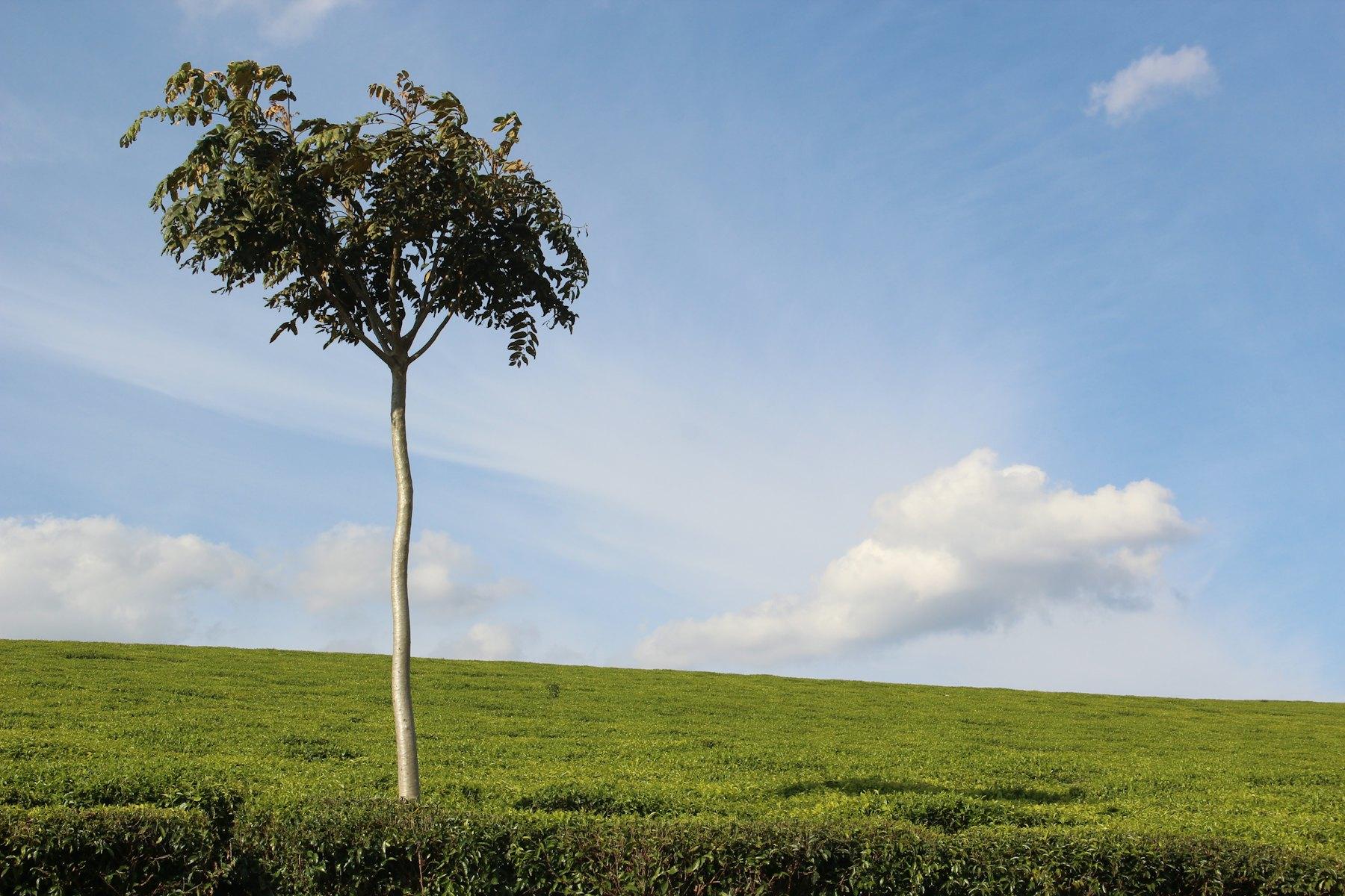 Kenya